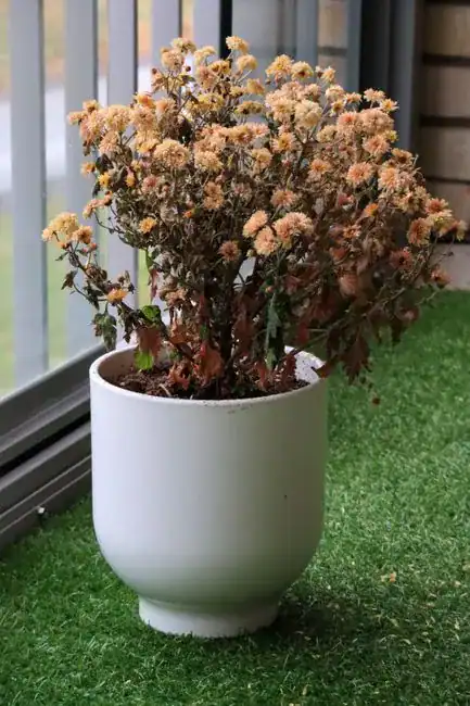 Plants That Are Beyond Saving