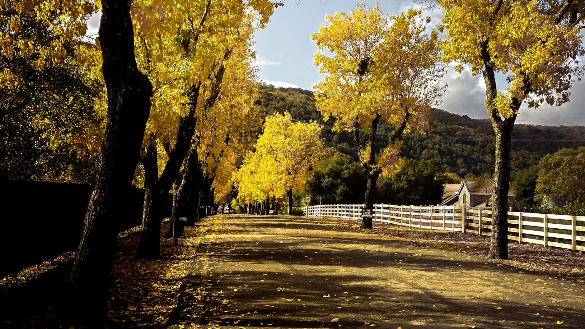 Country road lined with yellow autumn trees