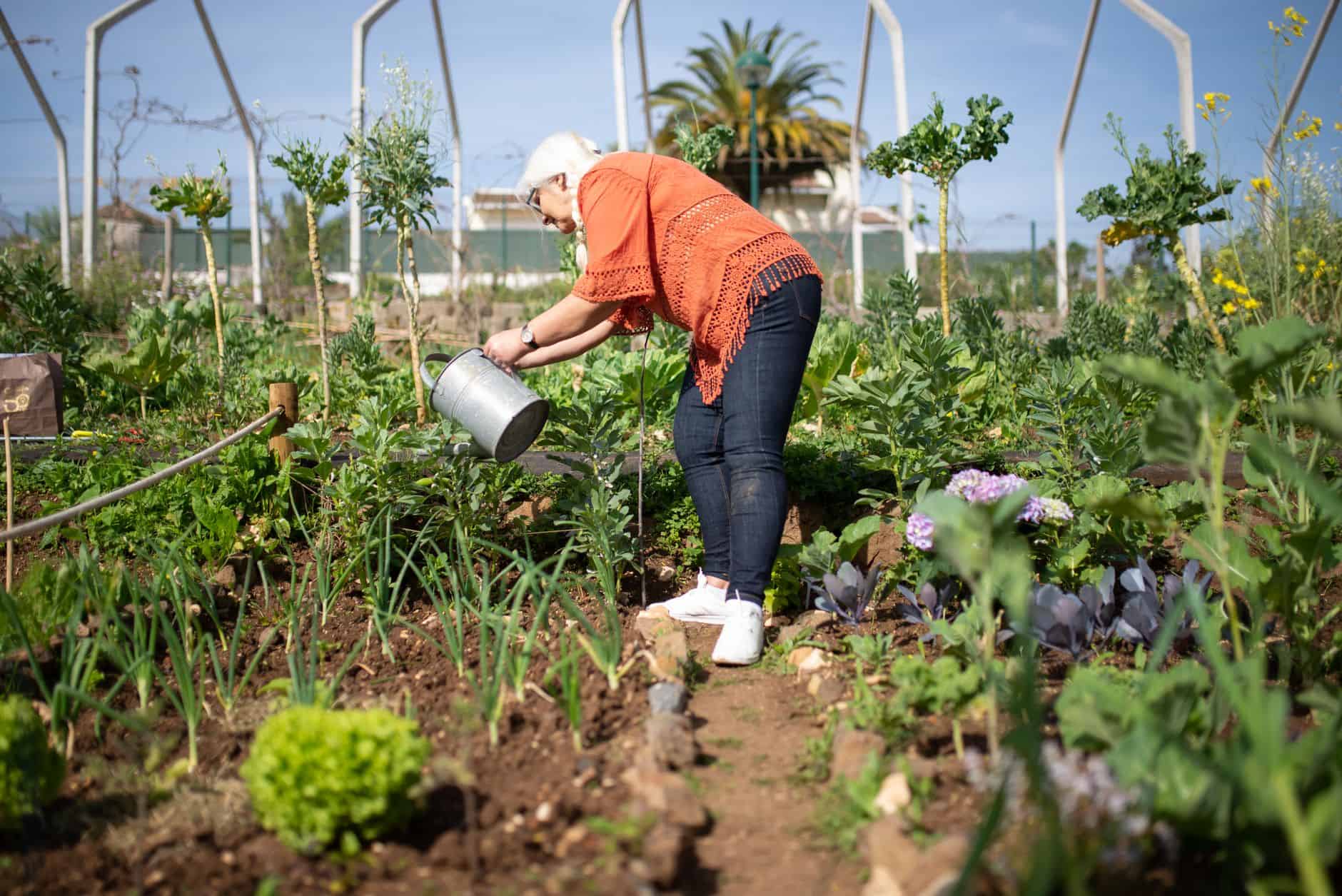 Grandmother watering rows of vegetables in her garden