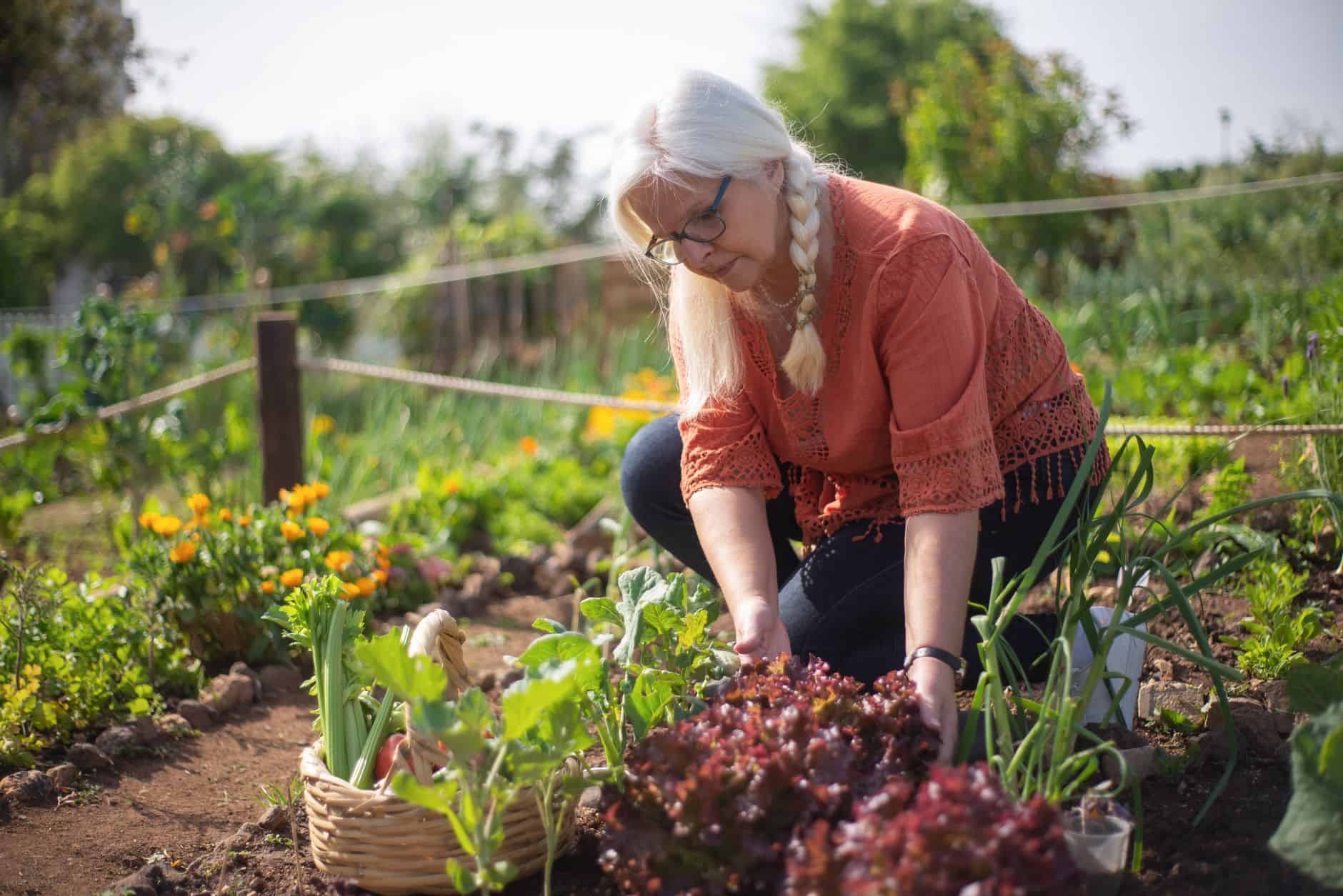 Grandmother tending plants in her vegetable garden
