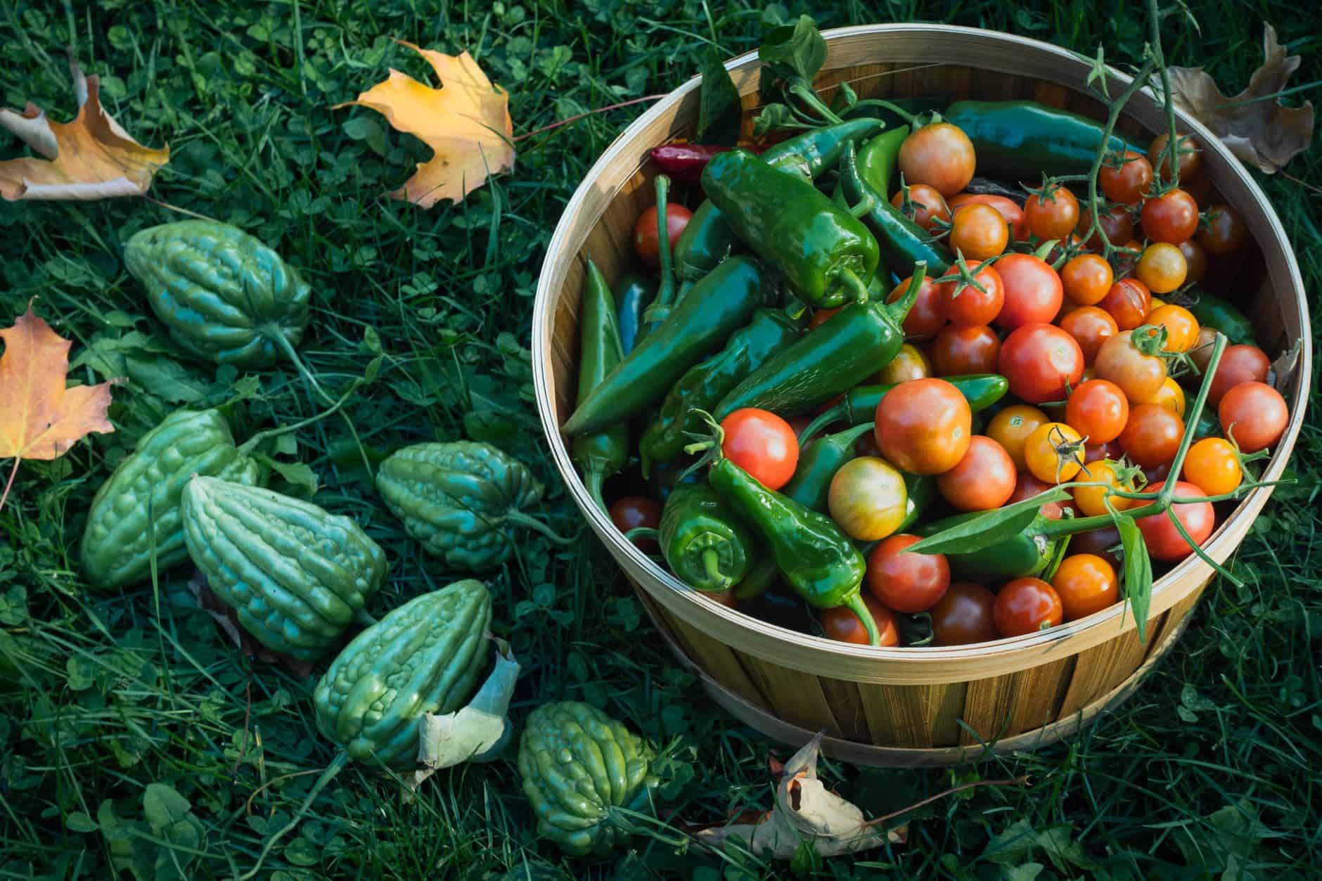 Basket of freshly picked tomatoes in a fall garden