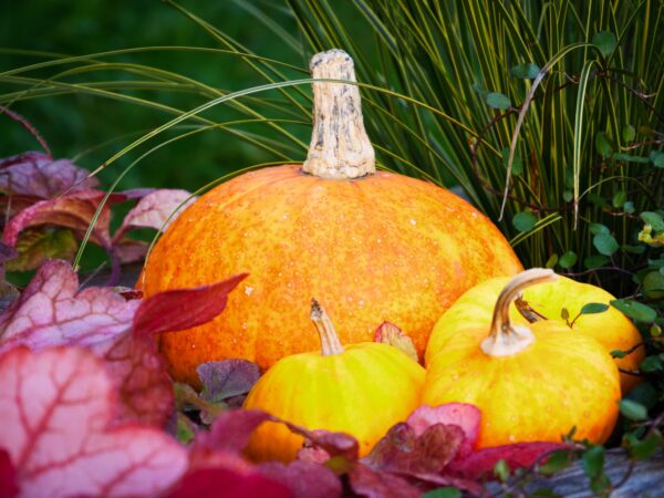 Orange pumpkins surrounded by colorful autumn leaves