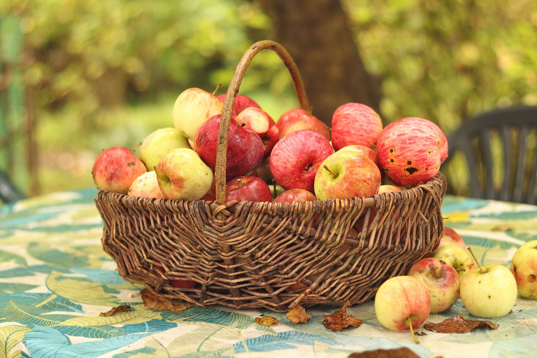 Wicker basket of freshly picked red and yellow apples