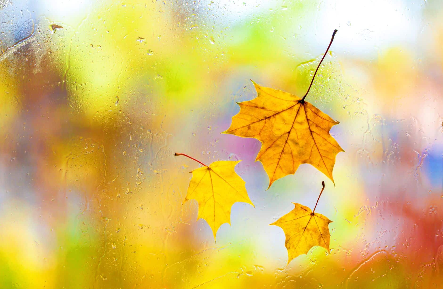 Colorful autumn maple leaves against a window
